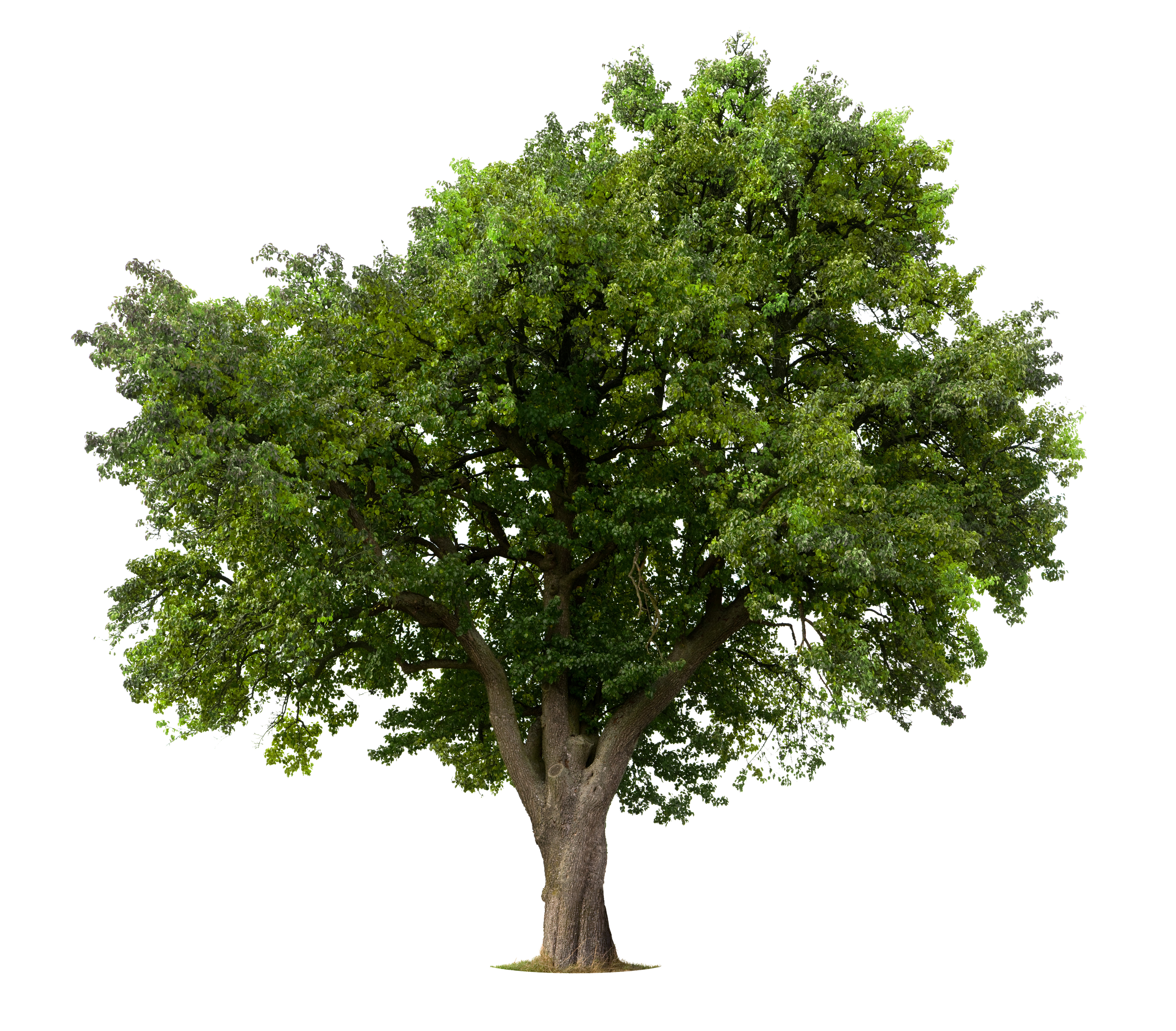 tree 1
