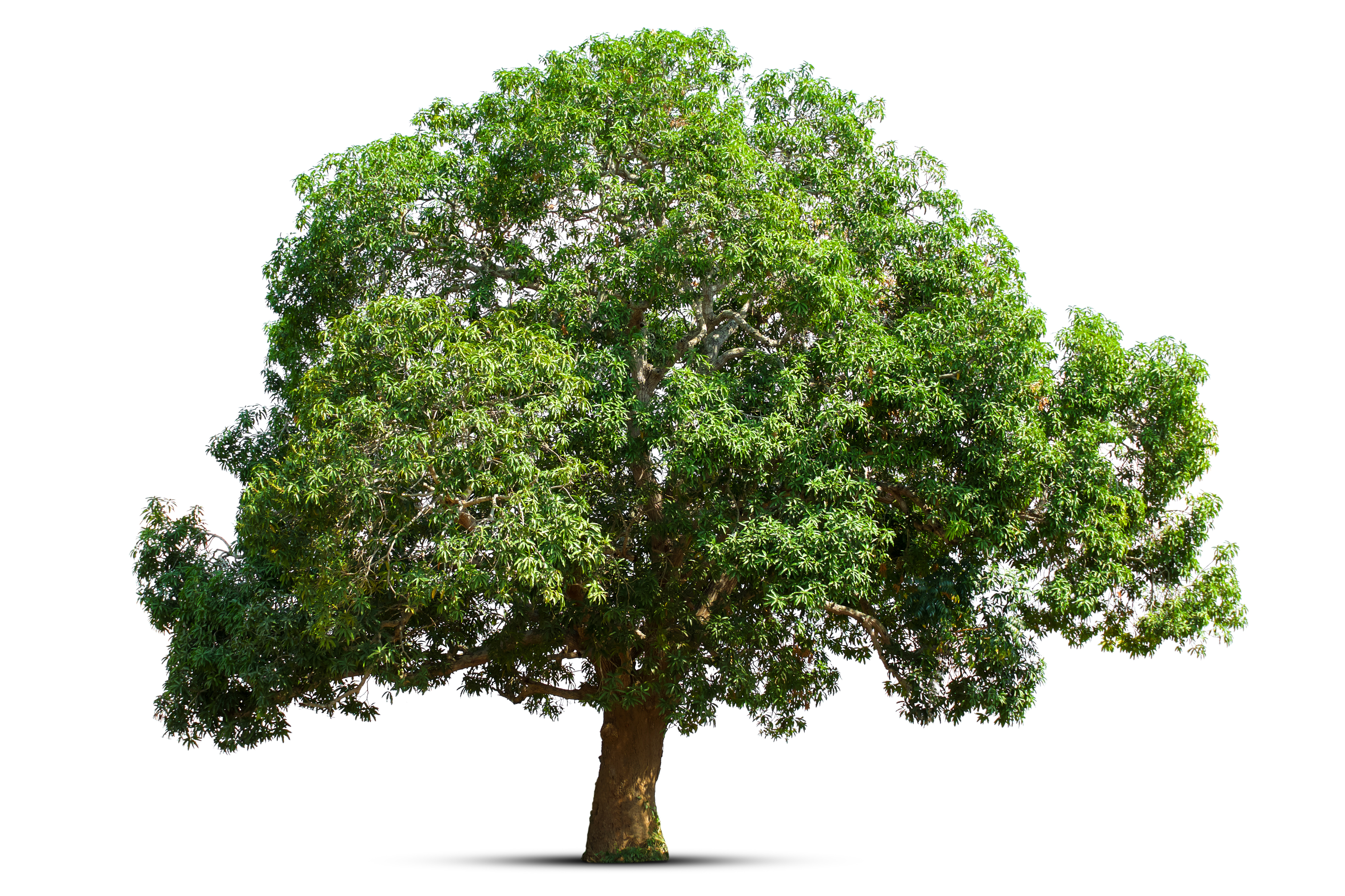 tree 1