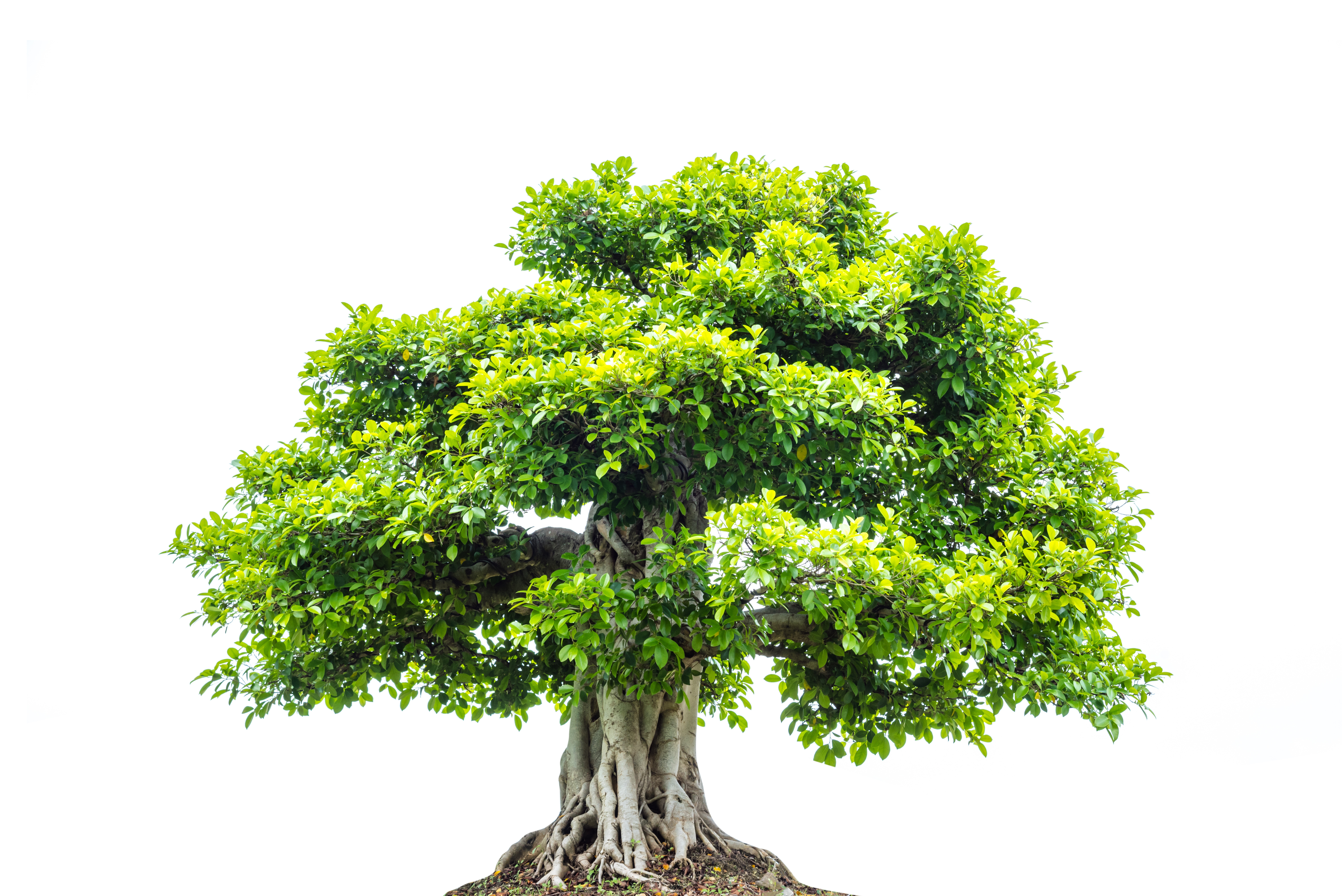 tree 1