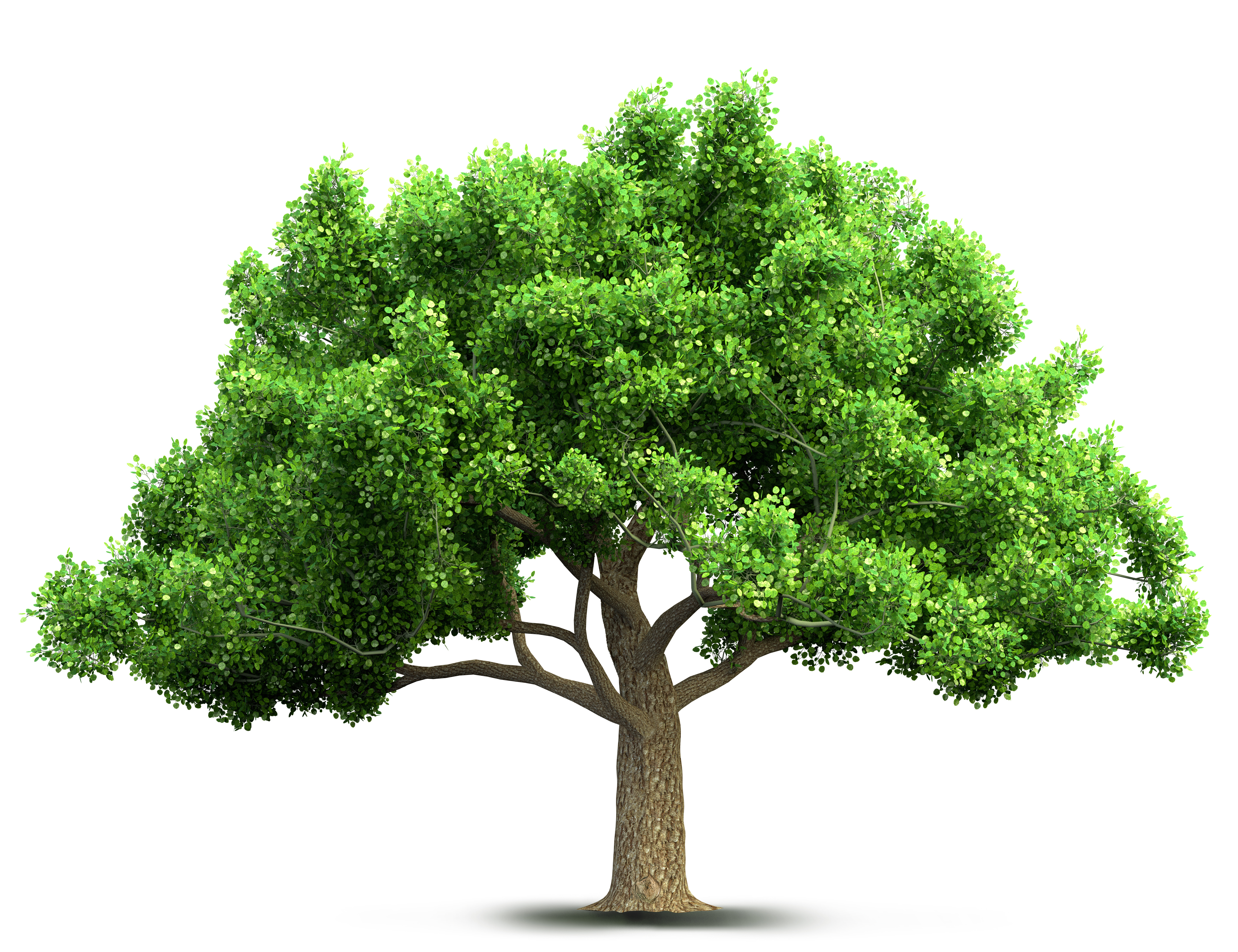 tree 1
