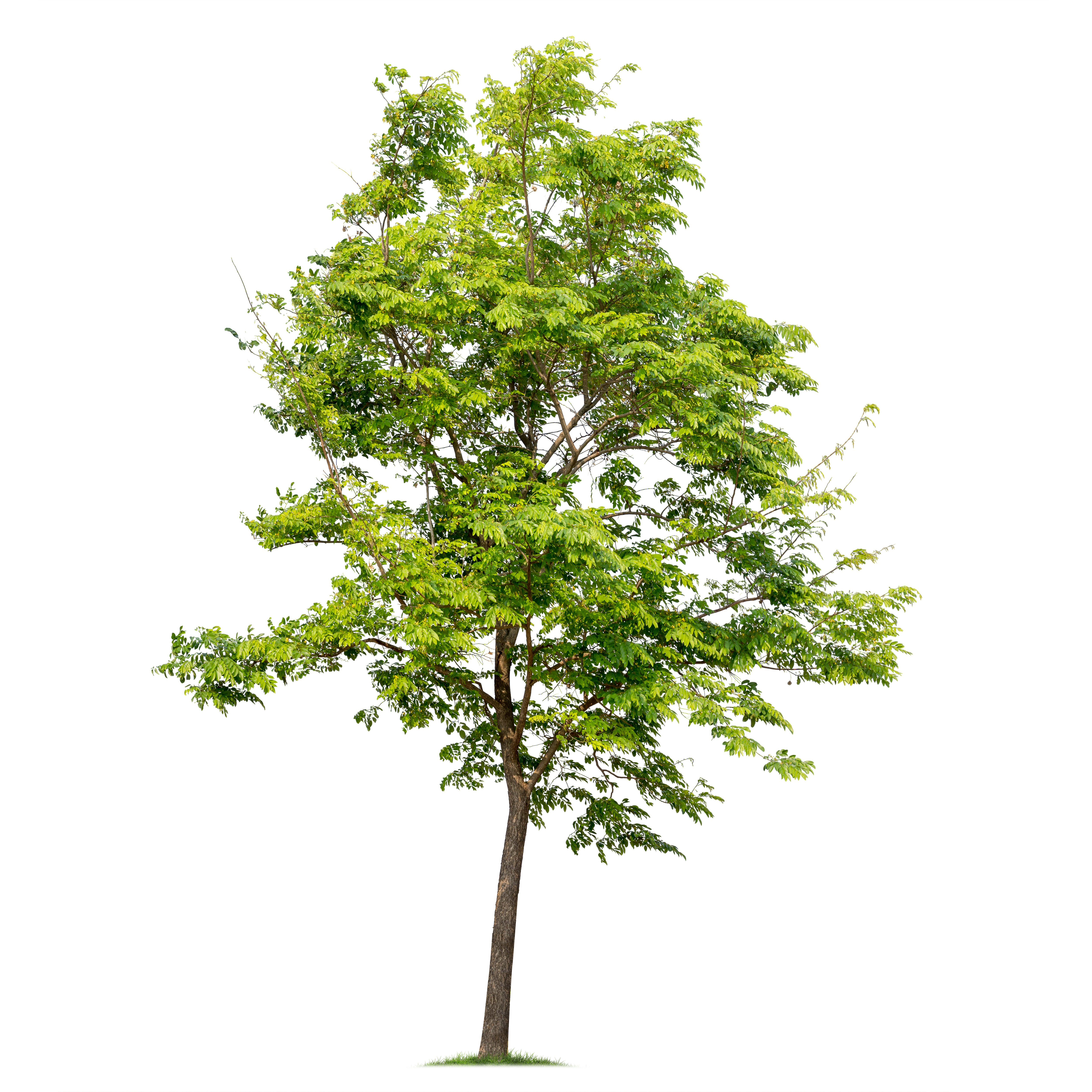 tree 1