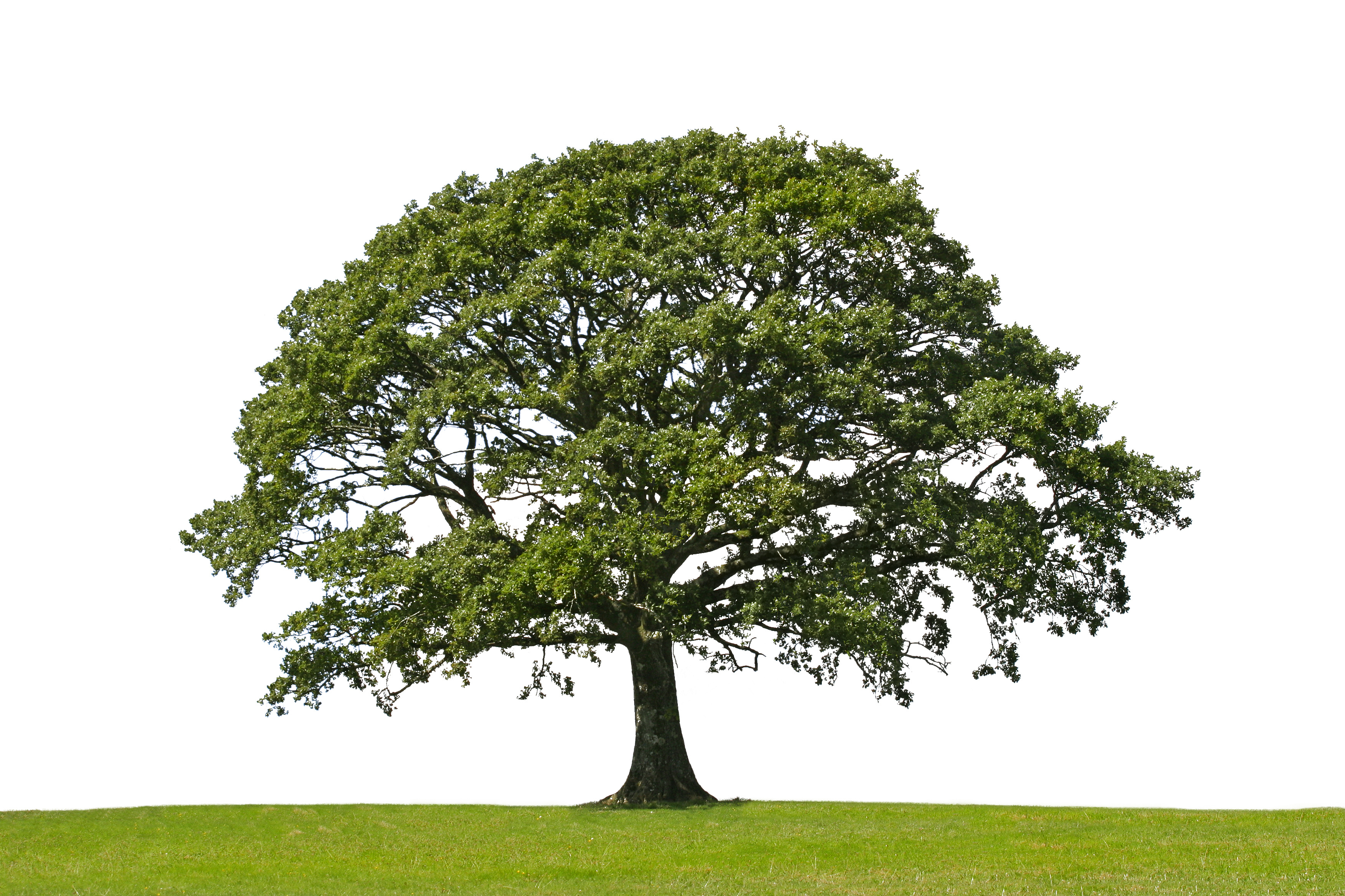 tree 1